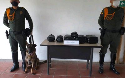 9.696 dosis de marihuana incautadas por la policía