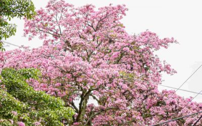Hoy 17 de septiembre es “El Día del Ocobo”