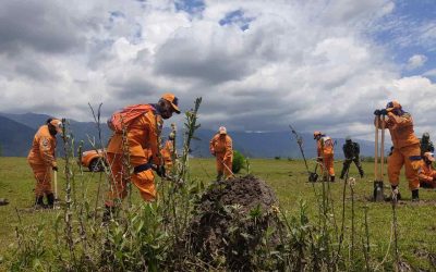 Sembratón de 2.200 árboles para recuperar fuentes hídricas de Ibagué