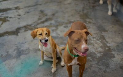 Se construirá MegaCAPA, para caninos, felinos y otros animales en Ibagué