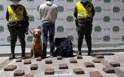 19 kilos de marihuana, nueva incautación de las autoridades en Ibagué