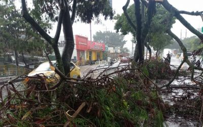 Aguacero de este sábado, causó caída de árboles e inundaciones