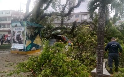 Caída de gigantesco árbol, casi causa una tragedia,  ocasionó incendio