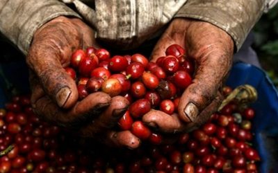 Millonario convenio para renovación de cafetales y nuevas siembras se firma este lunes 28 de junio en Ibagué