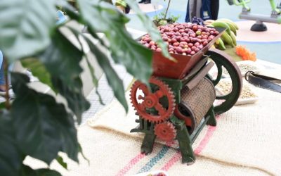 Este es el incentivo para quienes hagan renovación y siembras nuevas de café en el Tolima