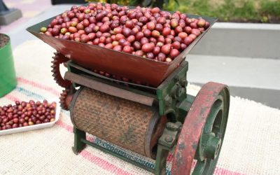 Lo que usted debe saber del café producido en el Tolima
