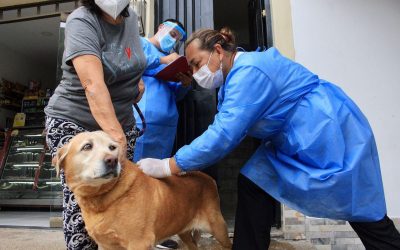 Más de 3.000 mascotas han sido vacunadas contra la rabia en Ibagué