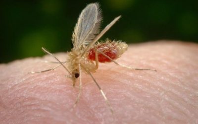 El Tolima bajó en un 50% los casos de Leishmaniasis en el 2021