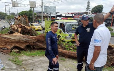 Cortaron el árbol que causó accidente en la avenida Mirolindo