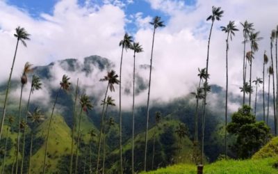 ¡Descubre Toche! El santuario nacional de la palma de cera