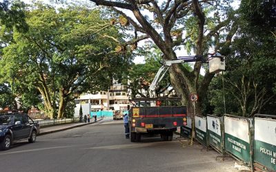 Realiza corte preventivo de árboles en el Centenario