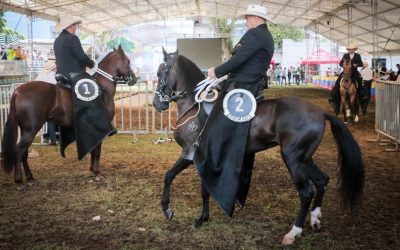 Con la visita de más de 6.000 personas inició la Feria Equina y Bovina