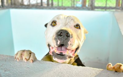 Con ‘Adoptatón’, el CAPA celebra el Día Mundial del Perro Callejero