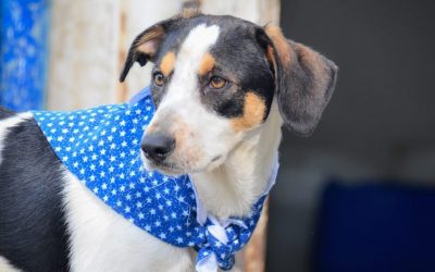 Los perritos de Ibagué tendrá un lugar digno donde habitar