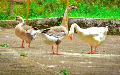 Ibagué tiene jornadas de vacunación contra la enfermedad de Newcastle en aves
