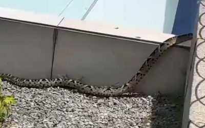 La gigante serpiente que llegó al Centro Comercial La Estación de Ibagué