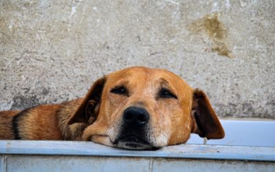 Recomendaciones para que la pólvora no afecte a sus mascotas