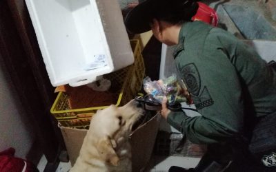 Sigue la incautación de pólvora en Ibagué
