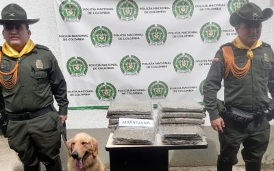Otras 12 mil dosis de marihuana fueron incautadas en Ibagué