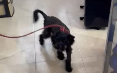 Le salvaron la vida a «Rocky» un perrito abandonado