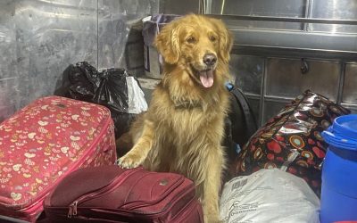 Killer, el perro del Ejército que no deja pasar droga por el Tolima