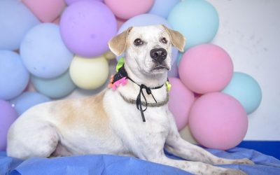 Quiere un «peludito» en su familia, este viernes jornana de adopción
