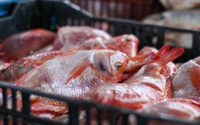 Ojo con el pescado que compran para Semana Santa