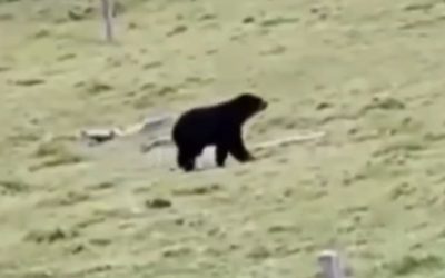 Hermoso video de este Oso visto en el sur del Tolima, no te la pierdas!!!