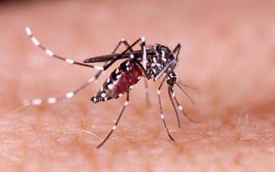 Preocupantes cifras de aumento de casos por dengue en Ibagué