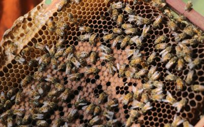«Día Mundial de las Abejas» ellas también celebran su día