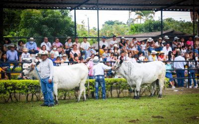 Lista la Feria Sampedrina y Feria Bovina grado A