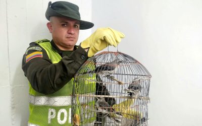 Animales rescatados en Ibagué