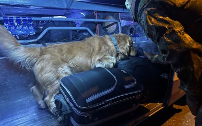 Este canino si que sabe trabajar