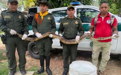 Que tal la Boa y otros animales puestos en protección