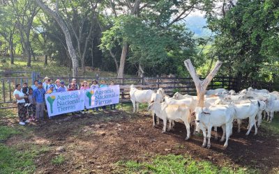 ANT fortalece actividad pecuaria del Resguardo Indígena Mesa de Ortega, en Tolima