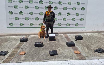 Incautaron estos kilos, gracias al olfato de «Perla»