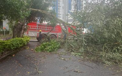 Ibagué amaneció este martes con árboles caídos