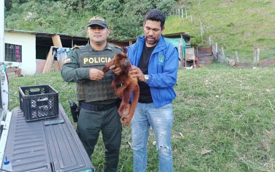 En video, el mono aullidor herido y rescatado en Rioblanco Tolima