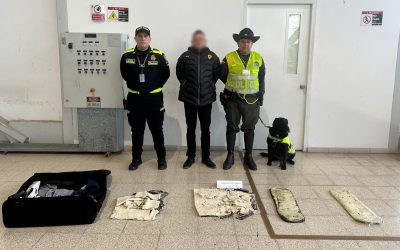 Osaka, la perrita que identificó cargamento de cocaína en Ibagué