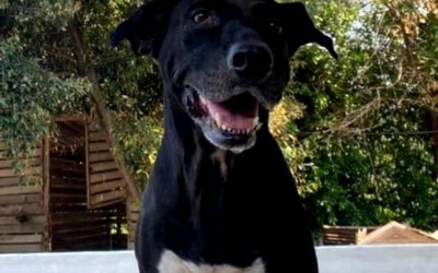 Tras la captura de abusador sexual canino en Melgar