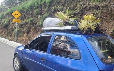 Así llevaba frailejones de el Parque Nacional Natural Los Nevados
