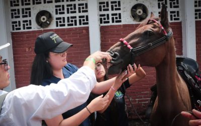 Atención! No habrá cabalgatas en Ibagué