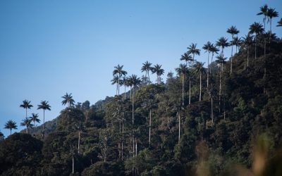 Se busca que el bosque de cera de Toche sea declarado reserva natural