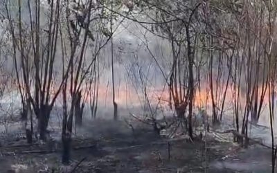 17 incendios se registraron en el Tolima, el fin de semana