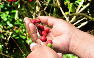 Alcaldía entregará plántulas de  café para renovación de cultivos