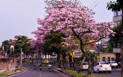 No es Japón, esto es IBAGUÉ