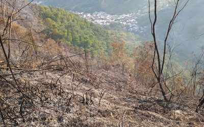 Cinco horas duró incendio forestal en La Gaviota parte alta