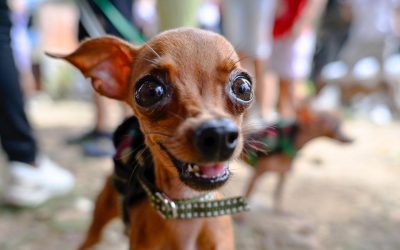 ¿Quiere un perrito o gatico?