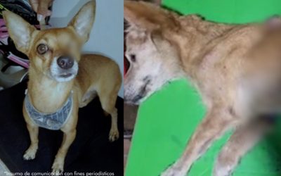 Fiscalía los imputó por agredir a dos perros