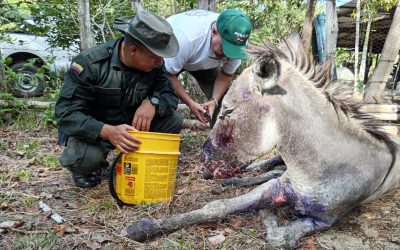 El triste video de un burro quemado en Coyaima